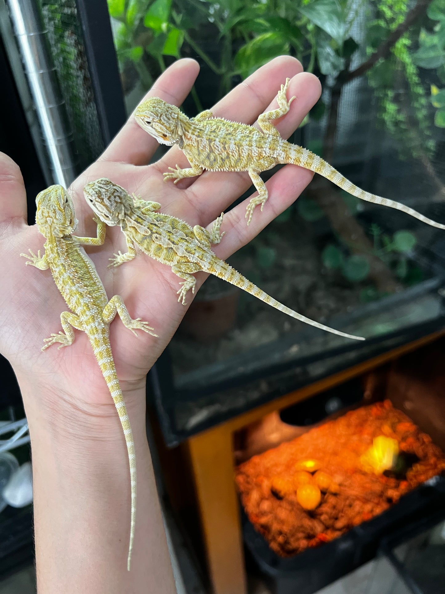 DRAGÓN BARBUDO CITRUS