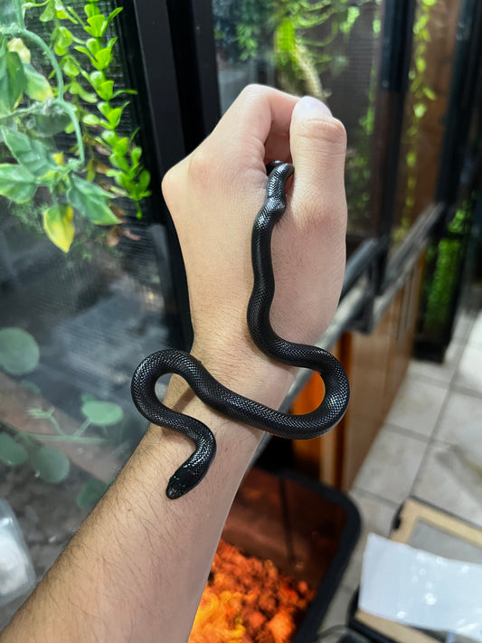 REY NEGRA MEXICANA POSS HEMBRA 66