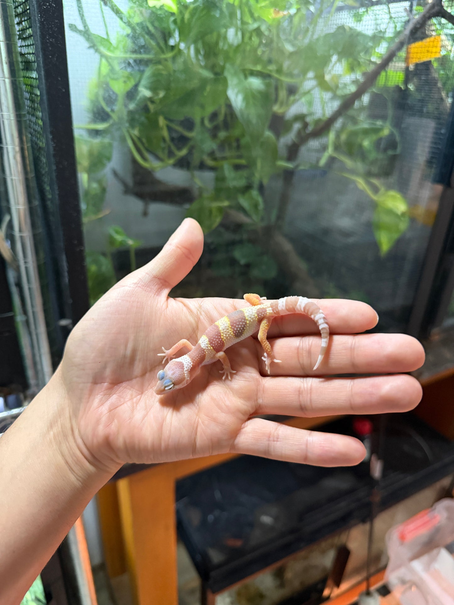 GECKO LEOPARDO MACK SNOW ALBINO TREMPER TANGERINE 55
