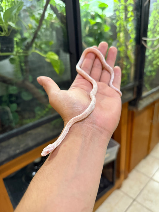 SERPIENTE MAICERA SUPER SNOW