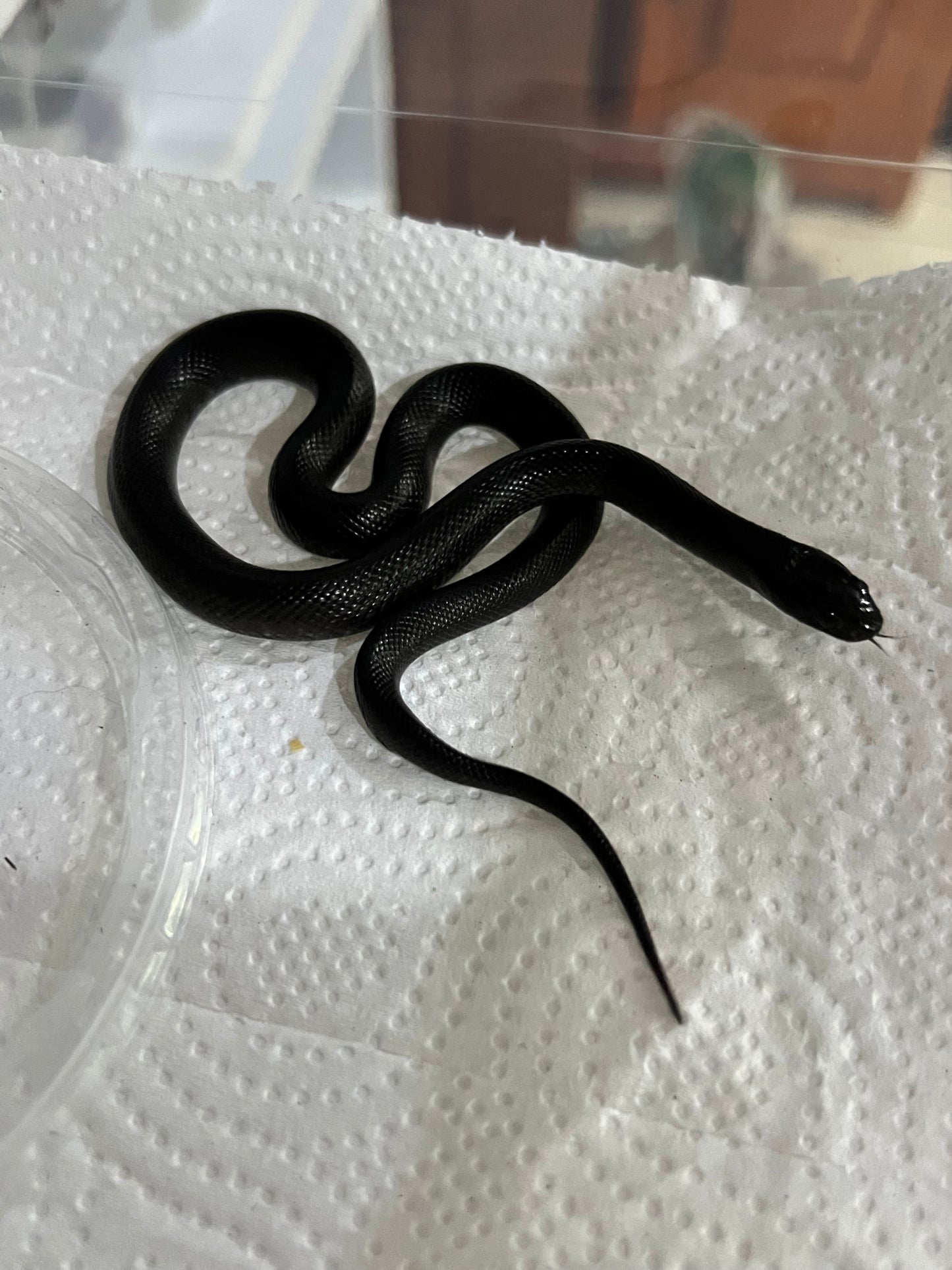 REY NEGRA MEXICANA CBB 58