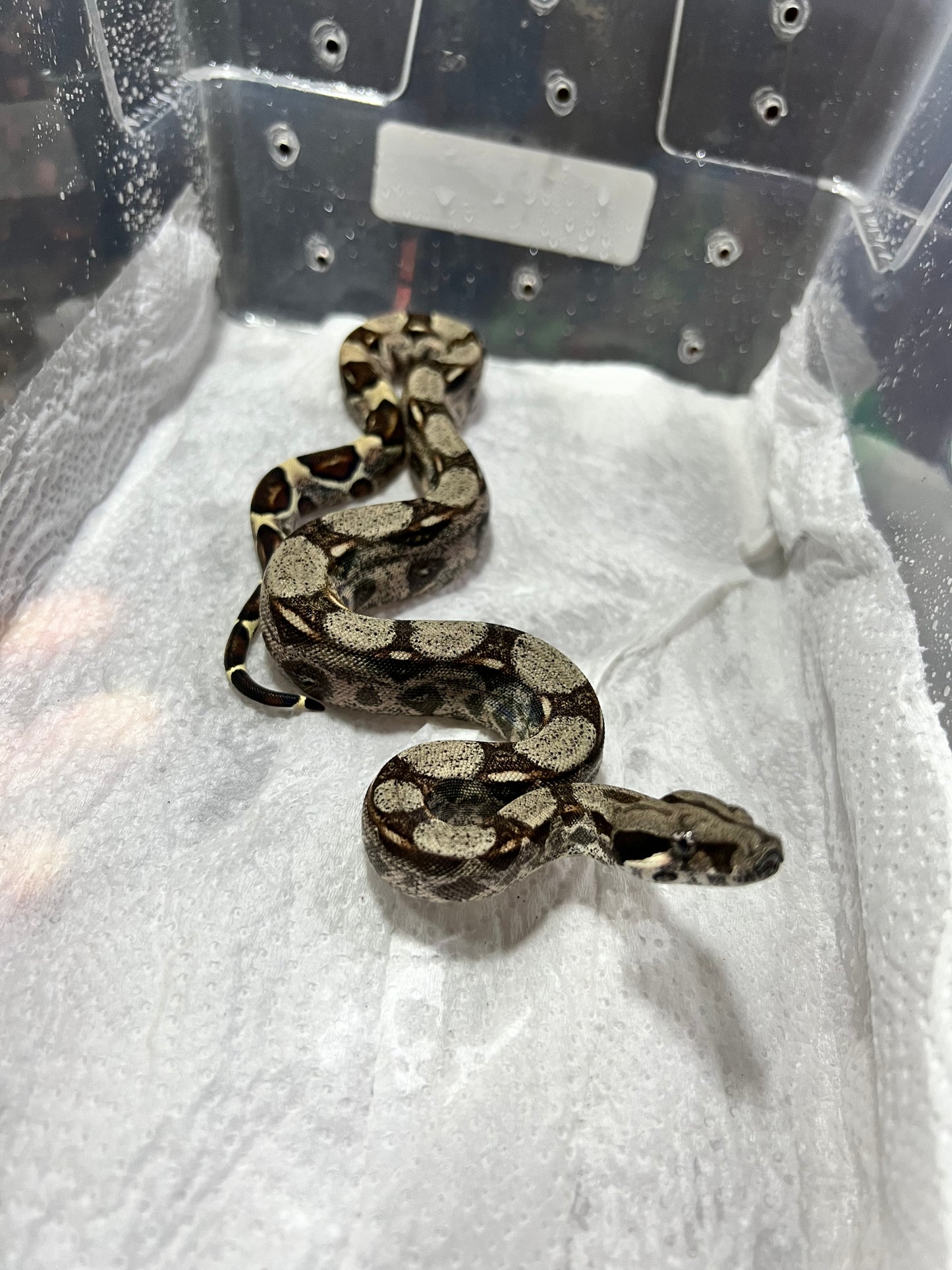 BOA COLOMBIANA 50% HET KHAL ANERY HEMBRA 14/49