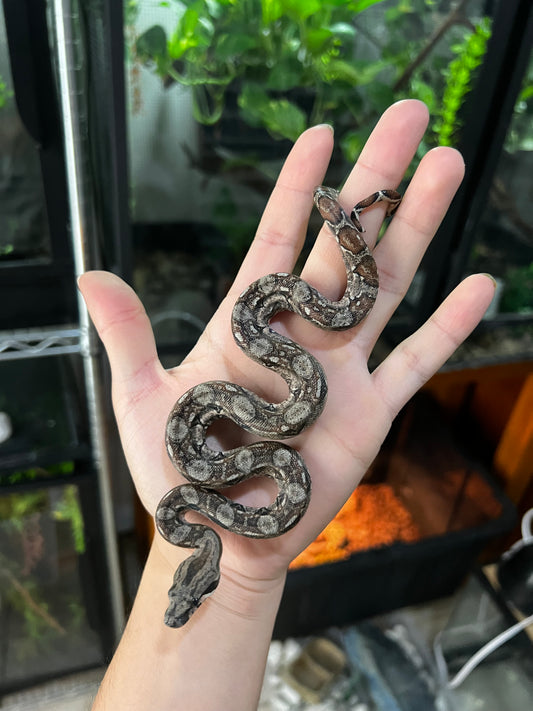 LOCALIDAD OAXACA HEMBRA 68