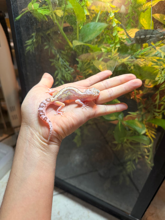 GECKO LEOPARDO MACK SNOW RAPTOR HET MP INCUBADO PARA MACHO 124