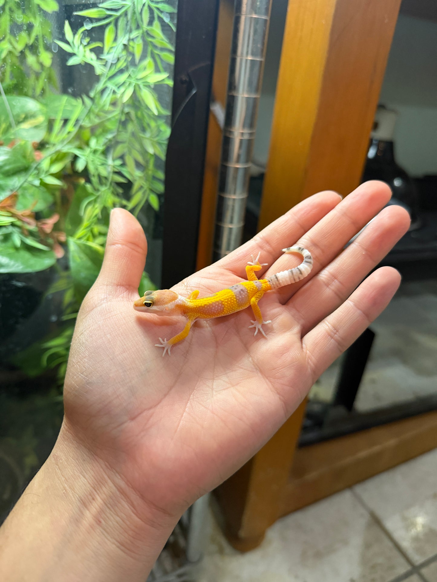 GECKO LEOPARDO TANGERINE HET ECLISPE
