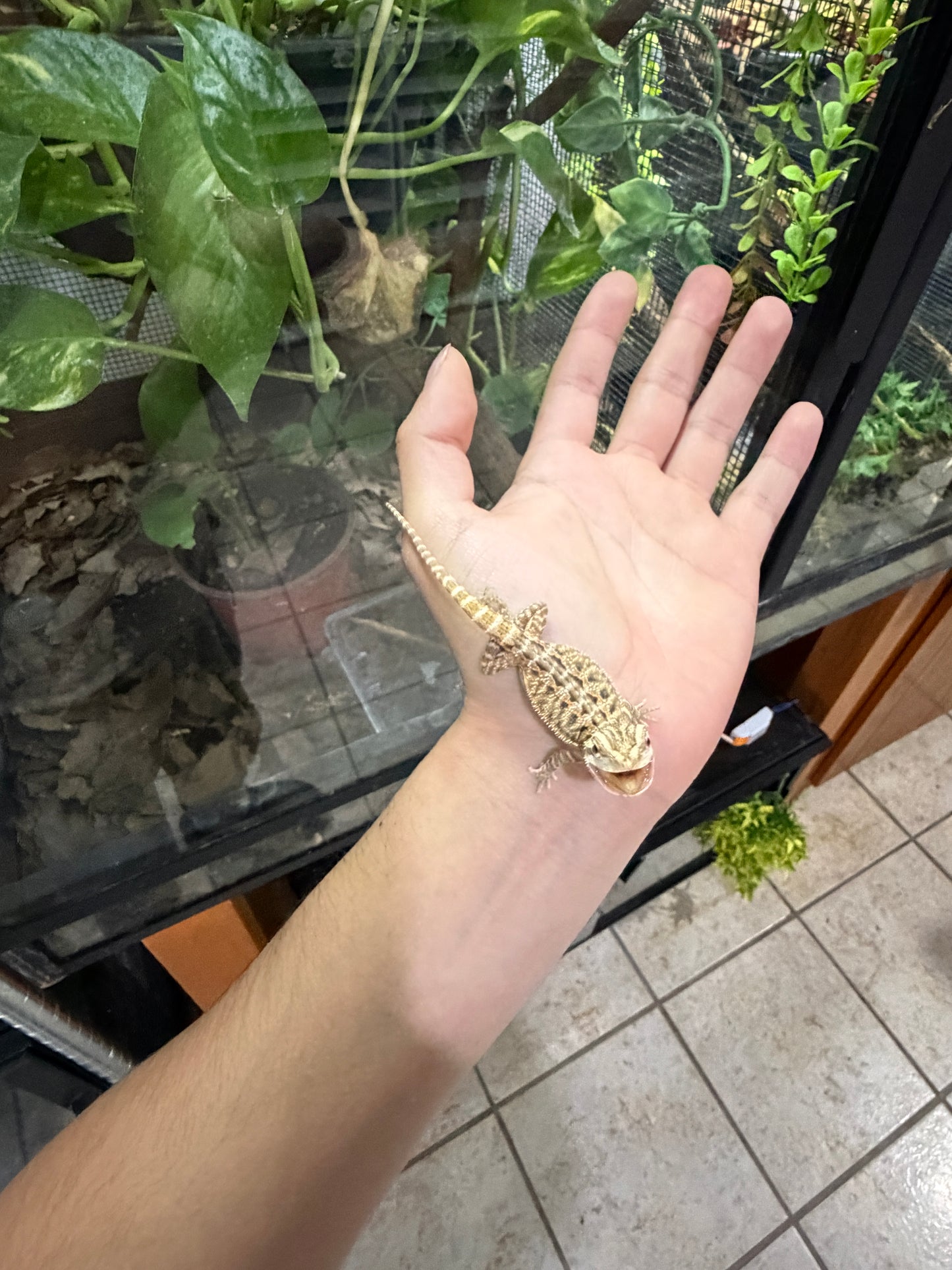 DRAGÓN BARBUDO NOMINAL CRIA 1