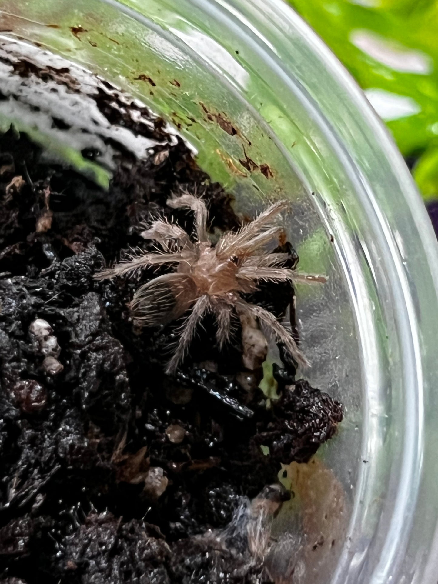 Ling Tarántula veracruzana (tliltocatl kahlenbergi) anexo última foto de un ejemplar adulto)