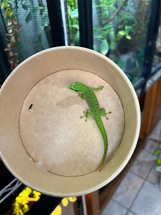 Gecko gigante de Madagascar 11