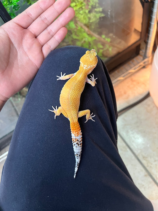 SÚPER HYPO TANGERINE HEMBRA 40