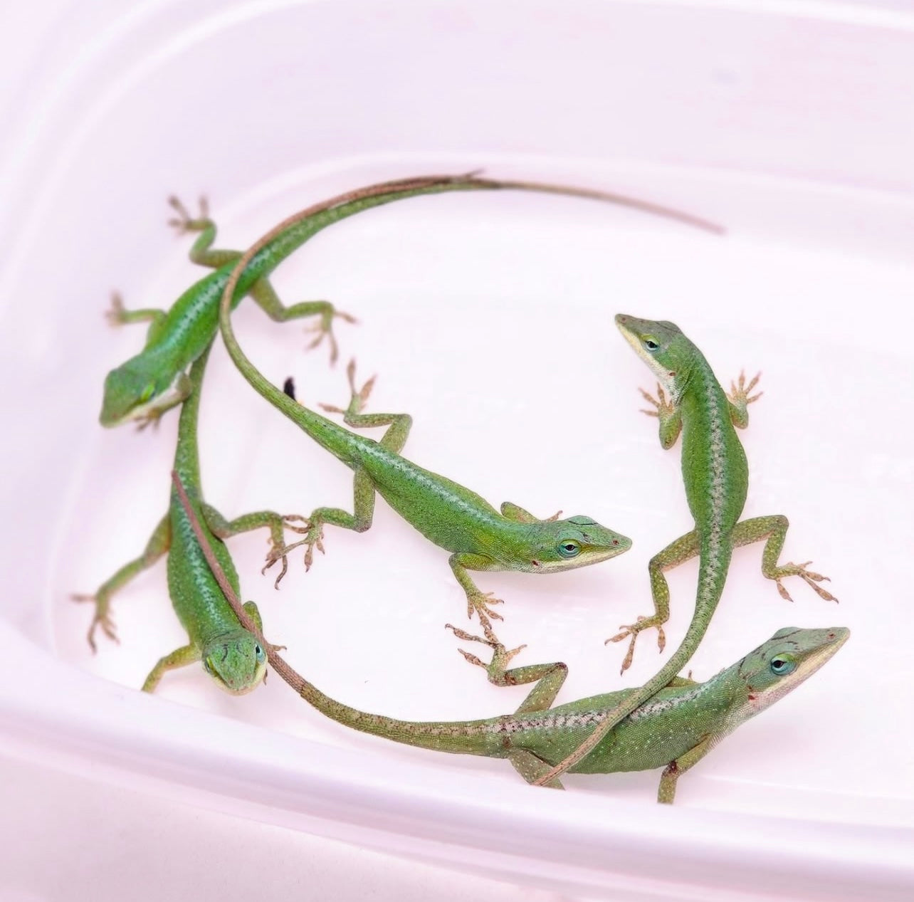 ANOLES VERDES