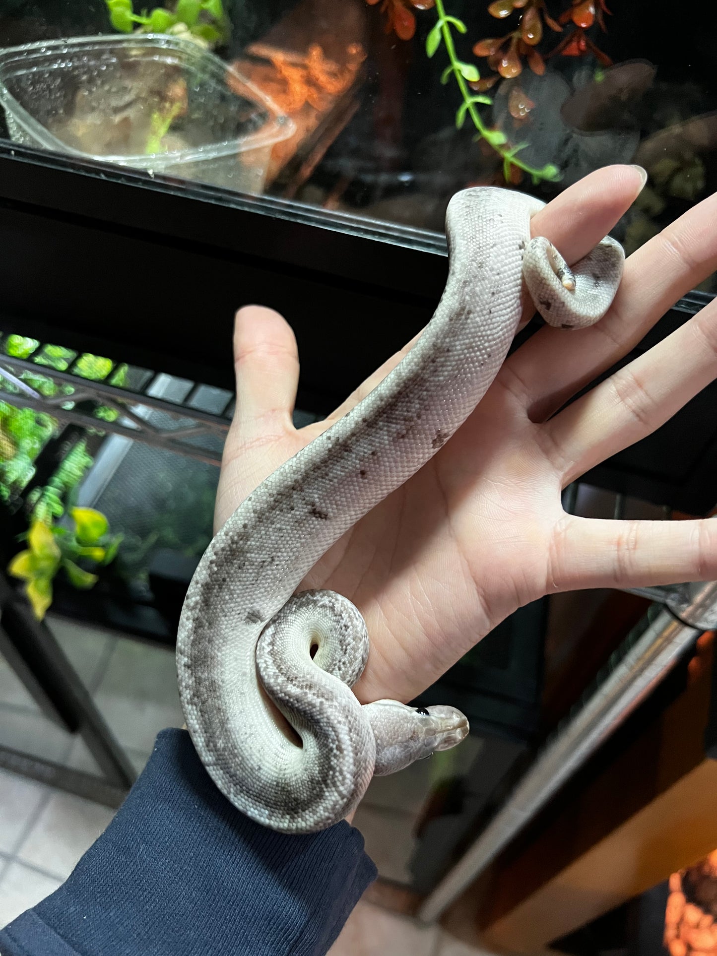 CINNAMON BLACK PASTEL FIRE MACHO 40