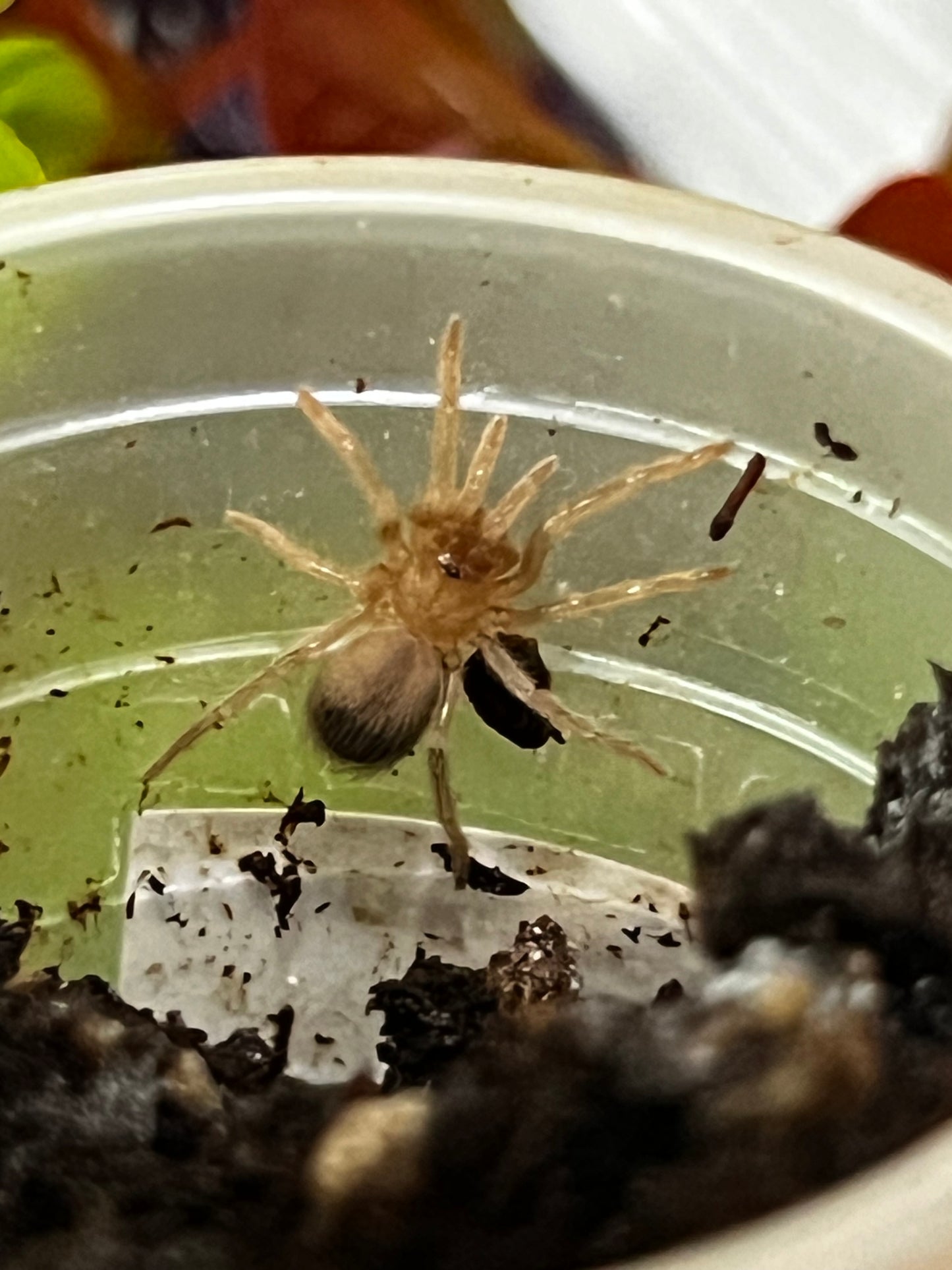 Ling de tarántula mexicana dorada (brachypelma albiceps) anexo última foto de un ejemplar adulto