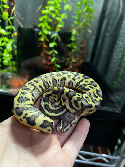 MOJAVE PASTEL HGW MACHO 38