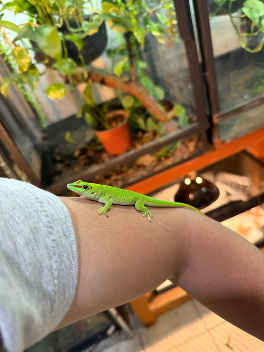 GECKO GIGANTE DE MADAGASCAR JUVENIL 1 CON APROVECHAMIENTO EMITIDO POR SEMARNAT