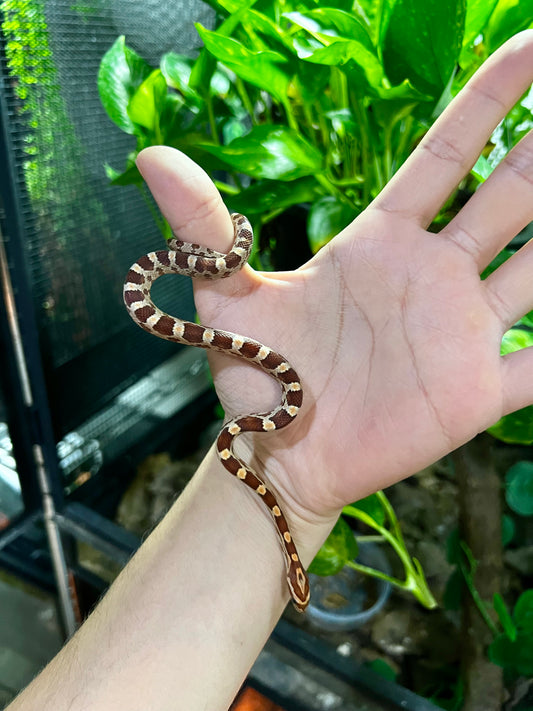 SERPIENTE MAICERA NOMINAL 13