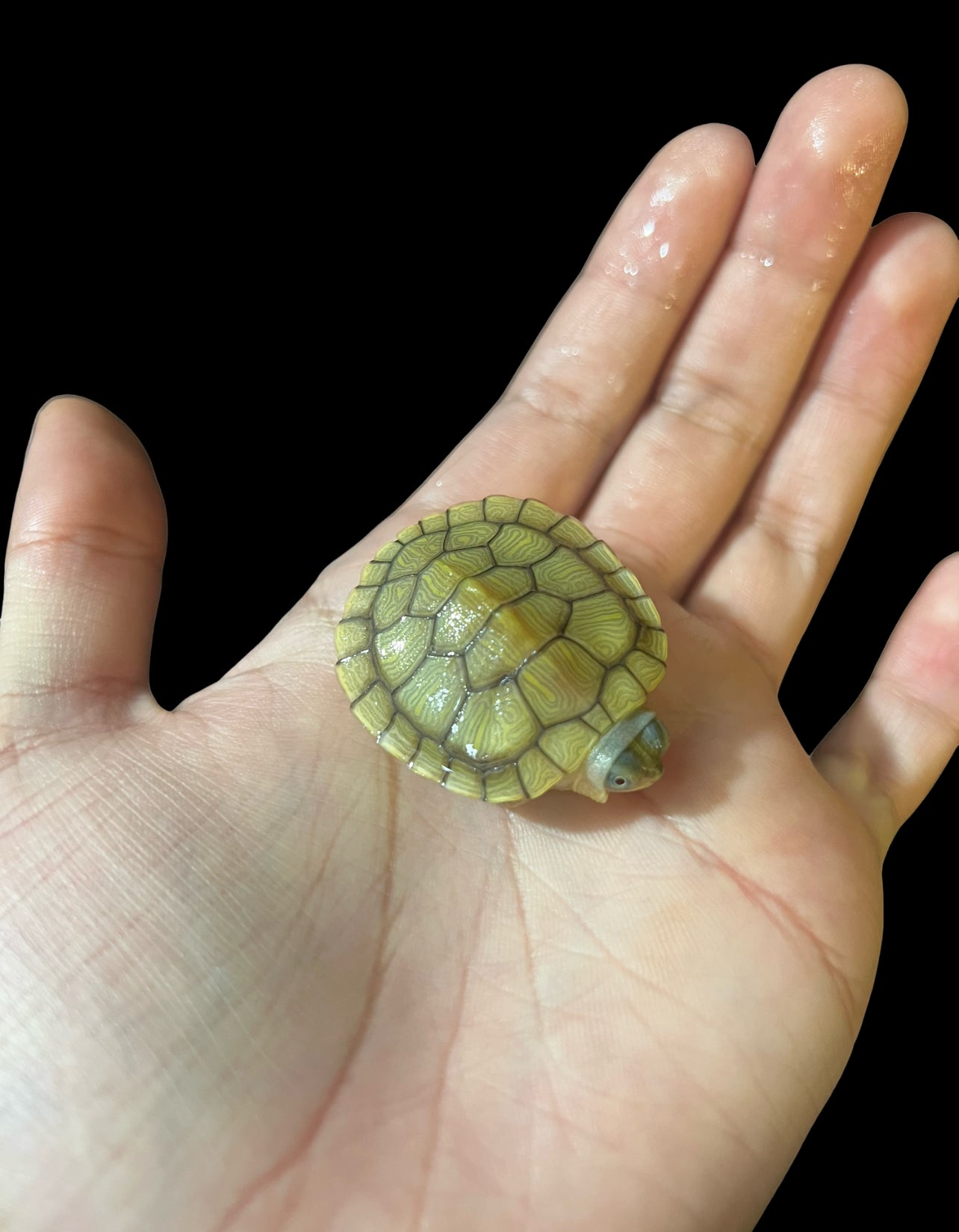 TORTUGAS OREJAS ROJAS CARAMEL PINK