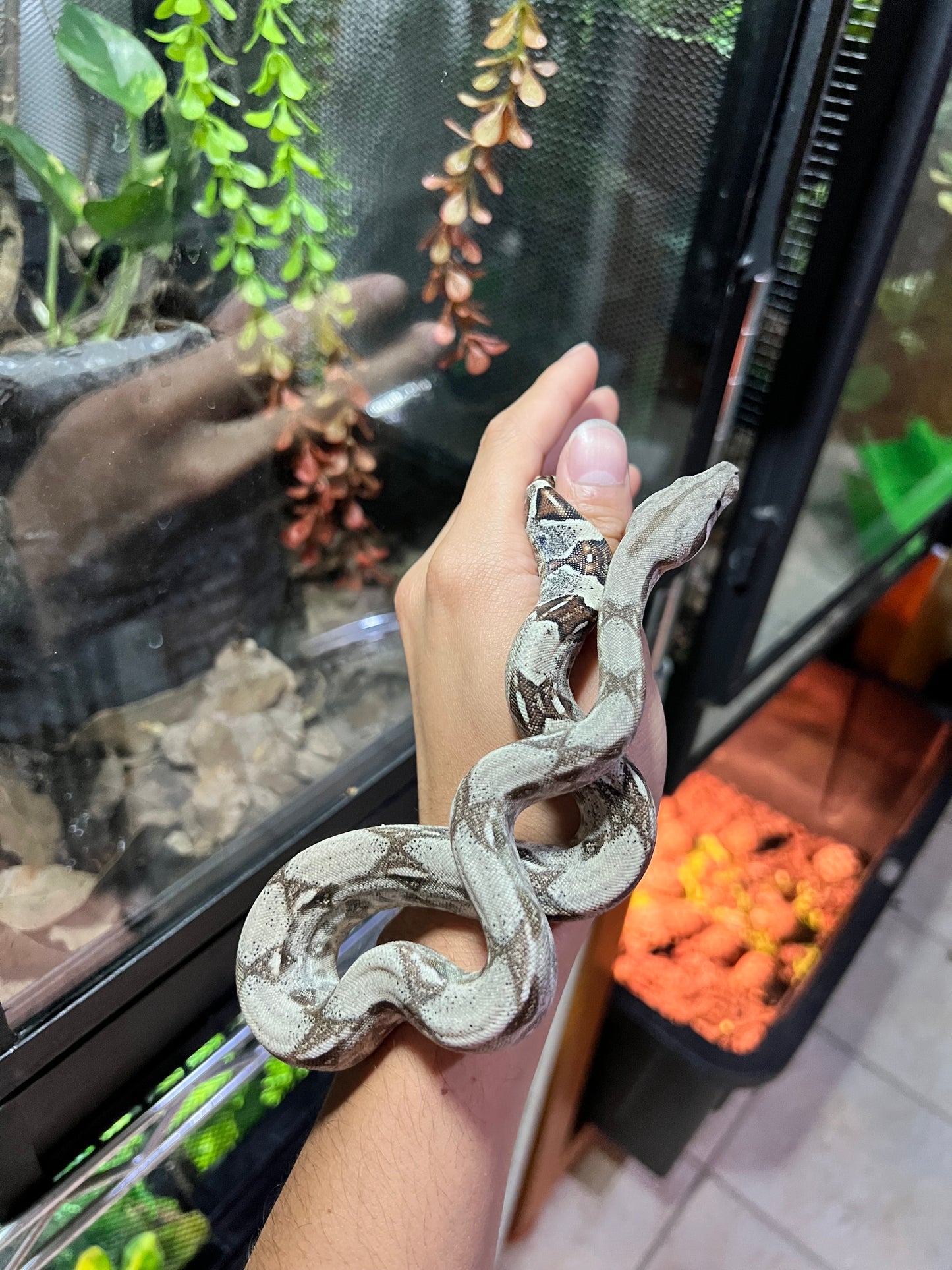 BOA COLOMBIANA 50% HET KHAL ANERY HEMBRA 15/49
