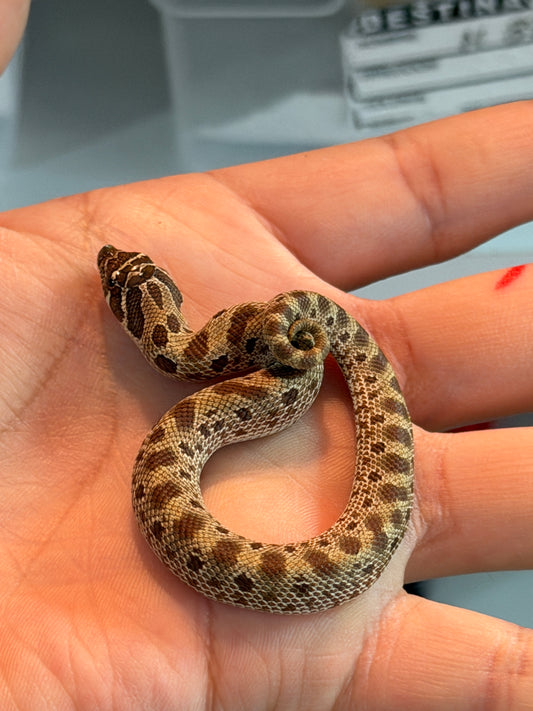 SERPIENTE NARIZ DE CERDO (HOGNOSE) CONDA HEMBRA 13