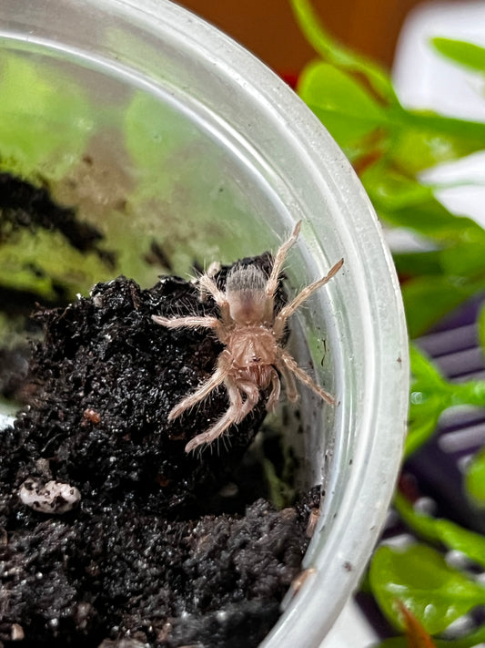 Ling de tarántula rodillas rojas (brachypelma hamorii) anexo última foto de ejemplar adulto
