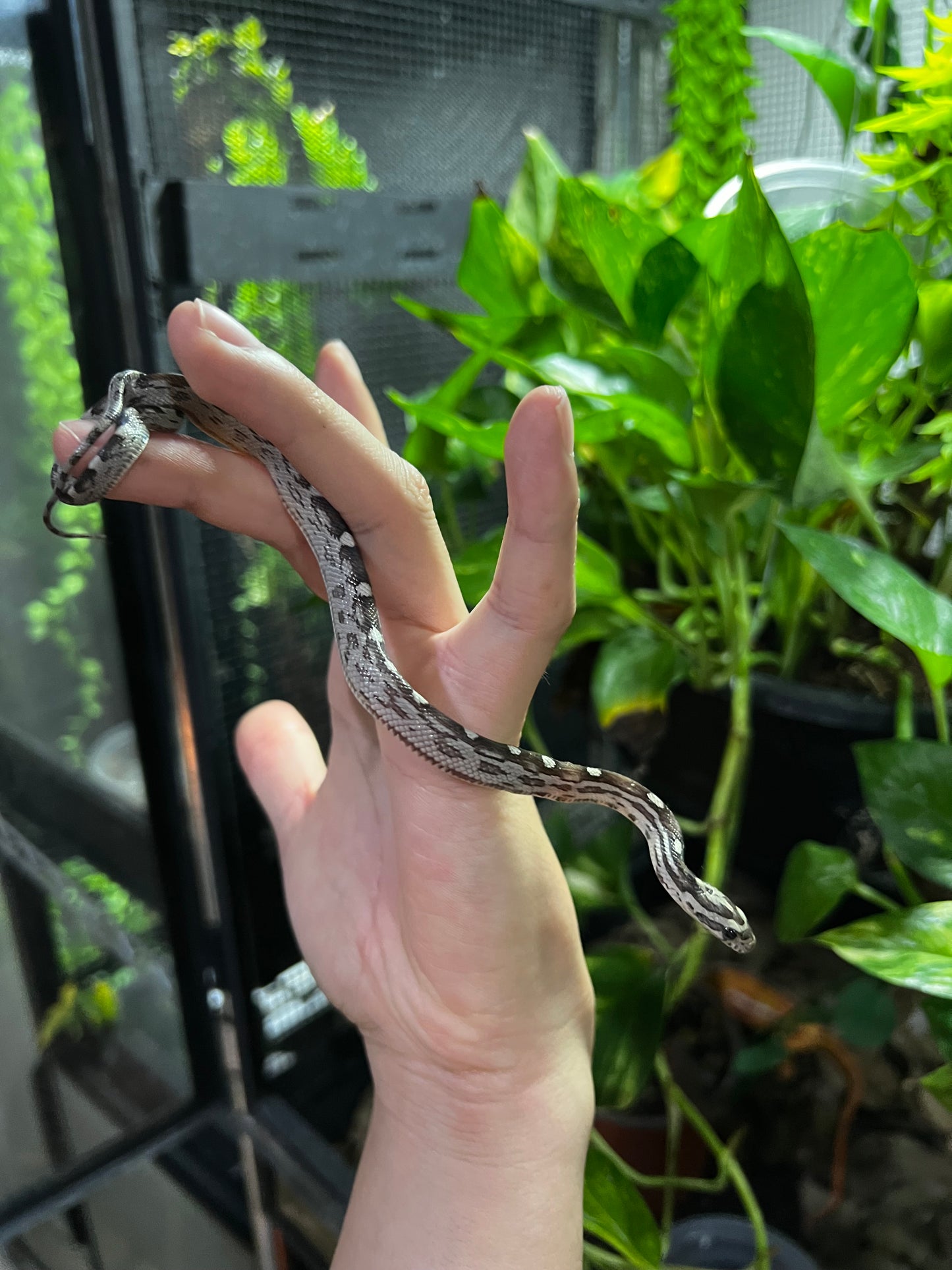 SERPIENTE MAICERA MOTLEY ANERY HEMBRA 12