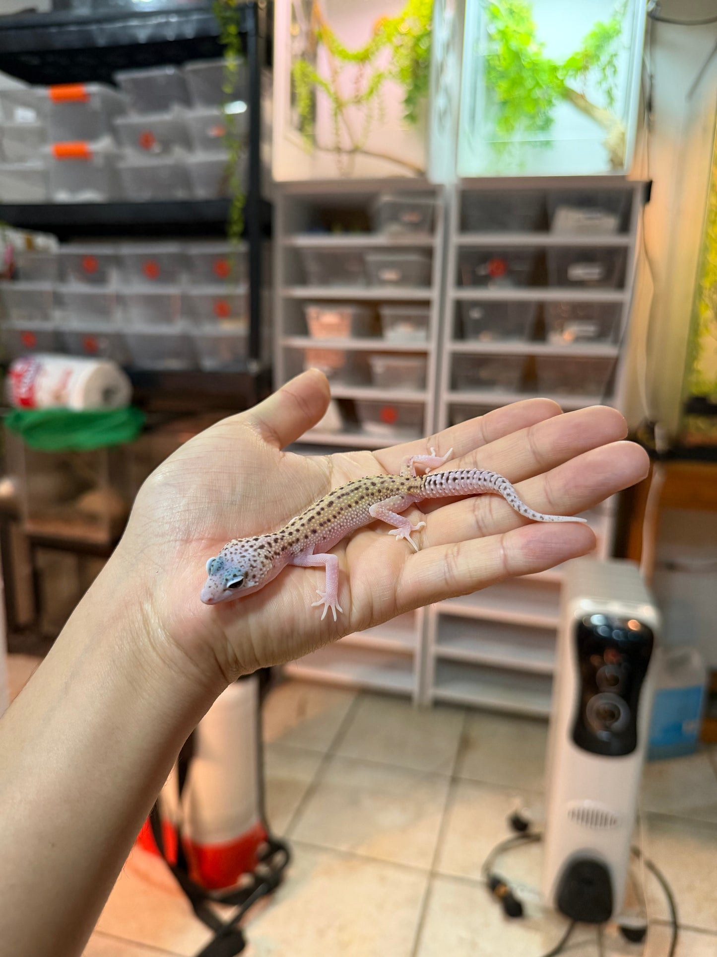 GECKO LEOPARDO ECLIPSE MACHO 033