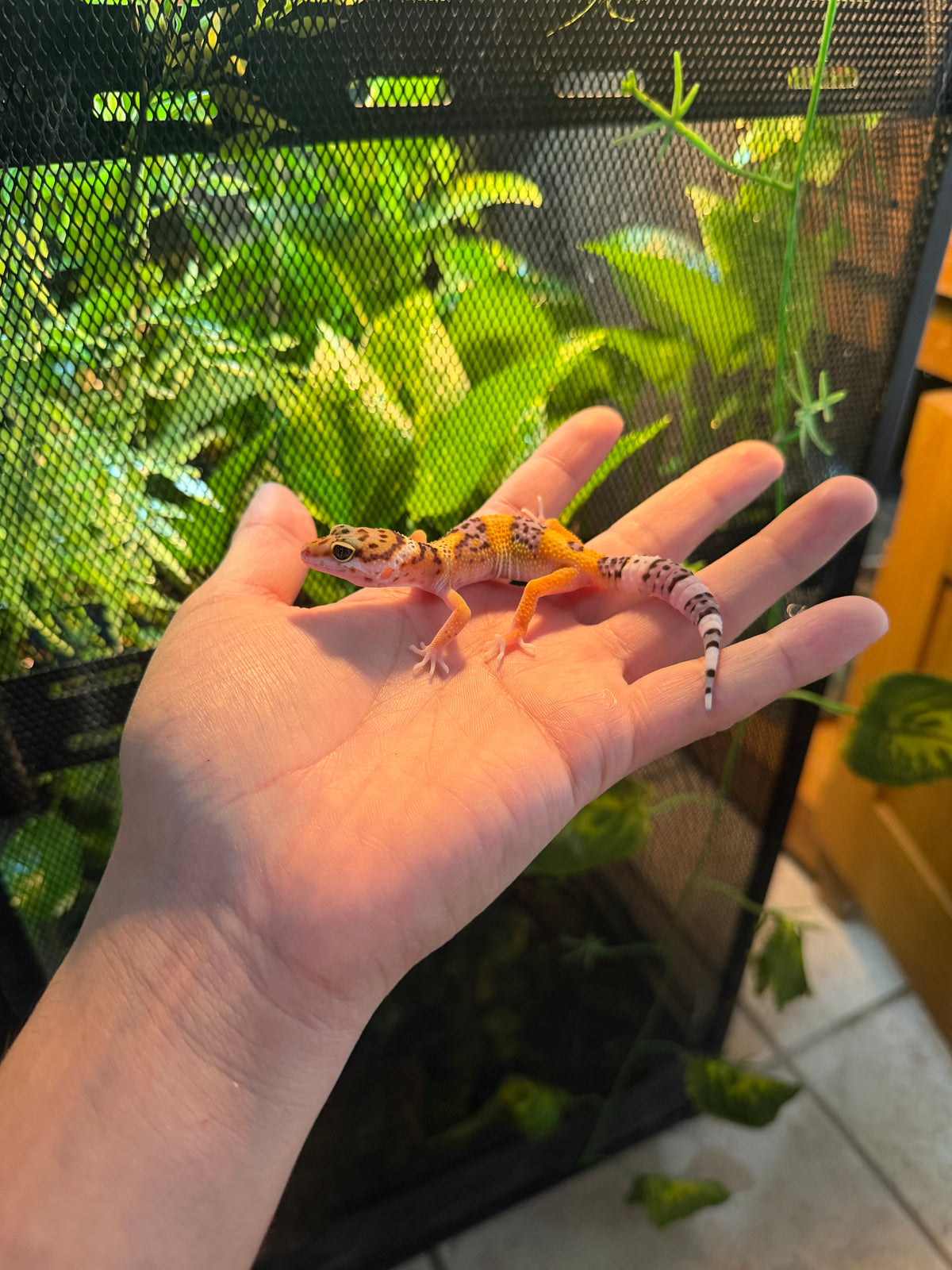 GECKO LEOPARDO HIGH YELLOW INCUBADO PARA HEMBRA 194