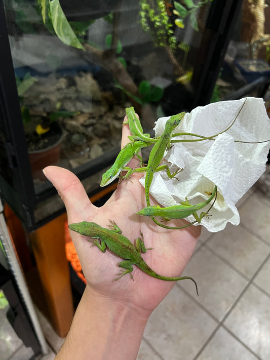 ANOLES VERDES