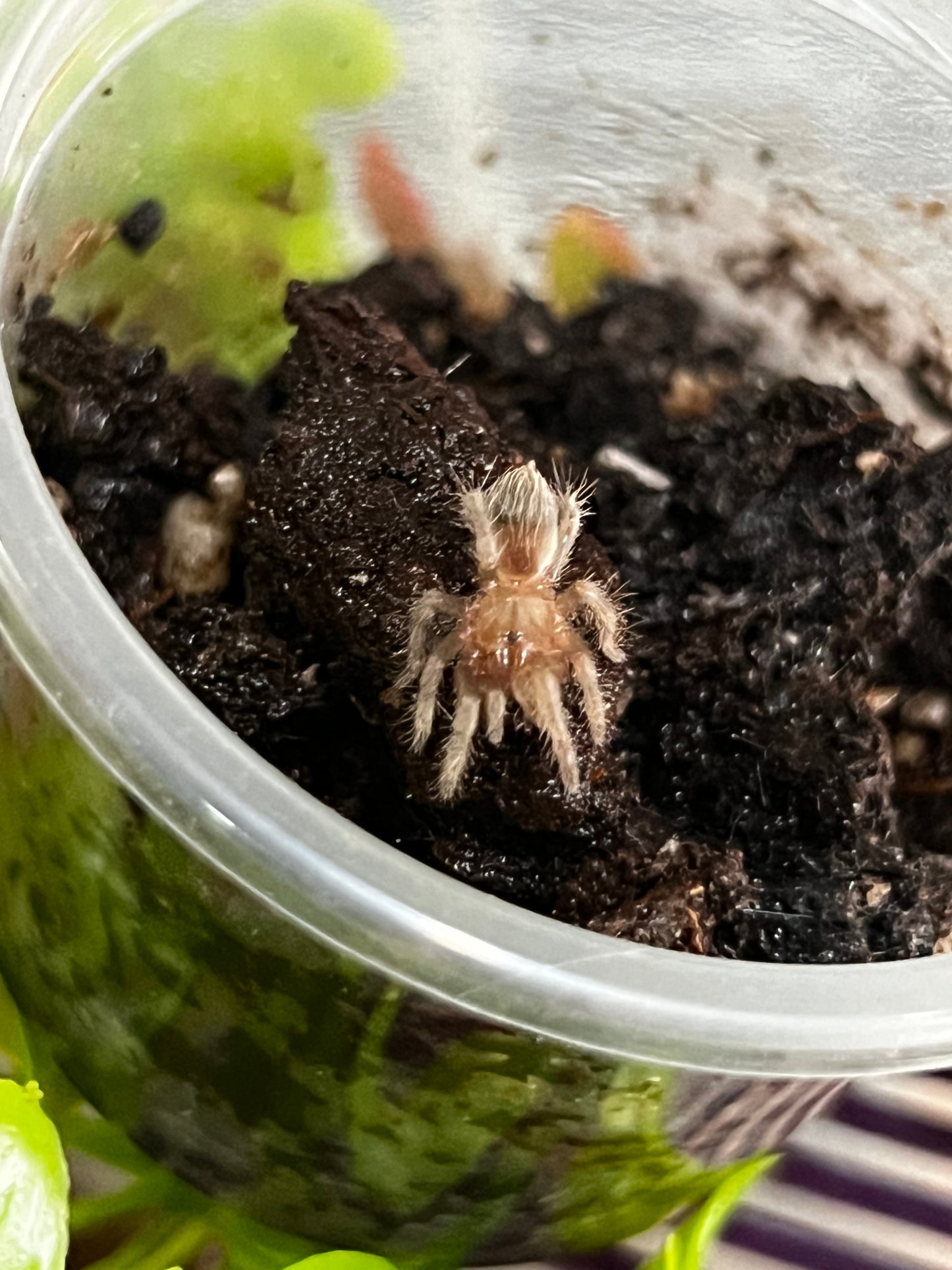 Ling Tarántula veracruzana (tliltocatl kahlenbergi) anexo última foto de un ejemplar adulto)