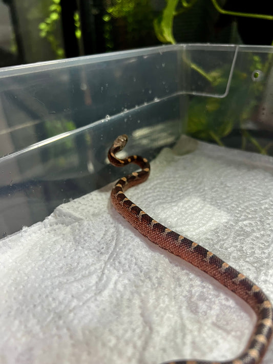 SERPIENTE MAICERA BLOOD RED HEMBRA 9