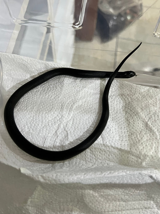 REY NEGRA MEXICANA CBB 56