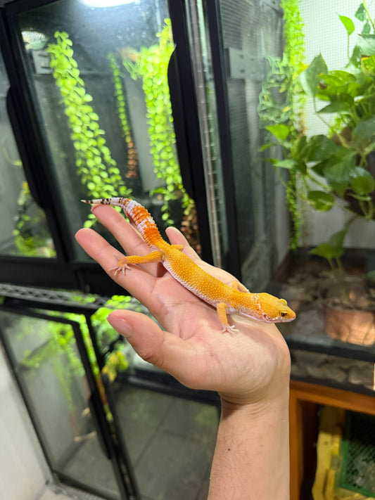 GECKO LEOPARDO SUPER HYPO TANGERINE HEMBRA 6264