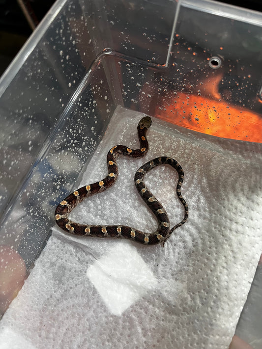 SERPIENTE MAICERA NOMINAL MACHO 32