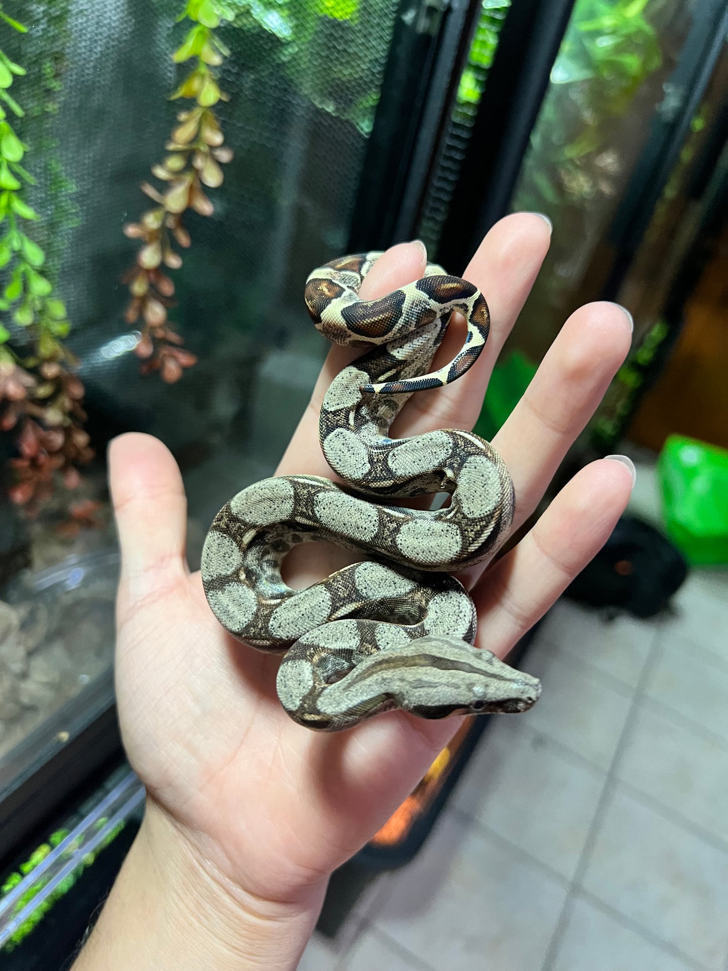 BOA COLOMBIANA 50% HET KHAL ANERY HEMBRA 14/49