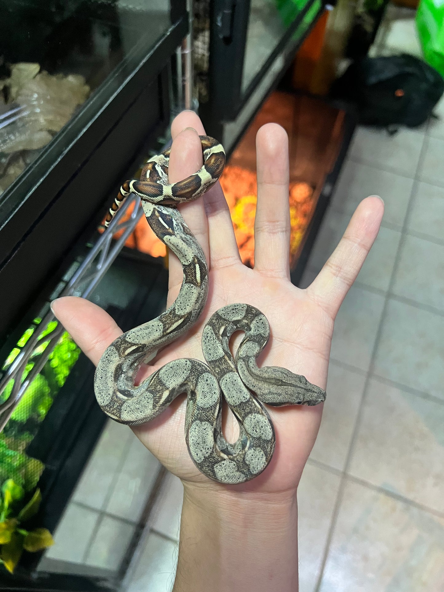 BOA COLOMBIANA 50% HET KHAL ANERY HEMBRA 19/49