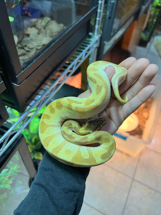 PITÓN BOLA CYPRESS MOJAVE ENCHI ORANGE DREAM HEMBRA 17