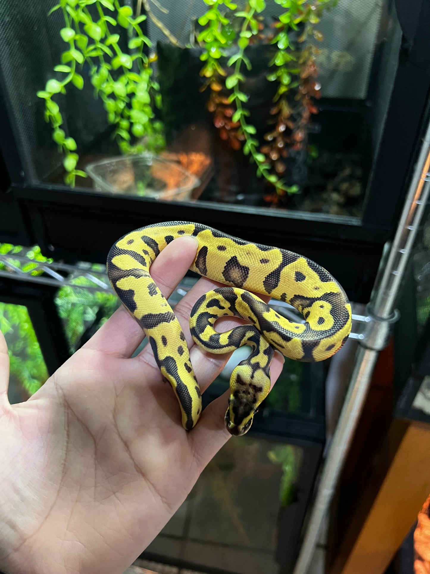 ENCHI FIREFLY HEMBRA 2 (42)