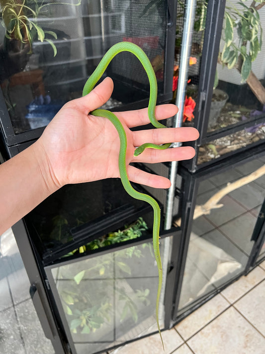 SERPIENTE VERDE COME GRILLOS