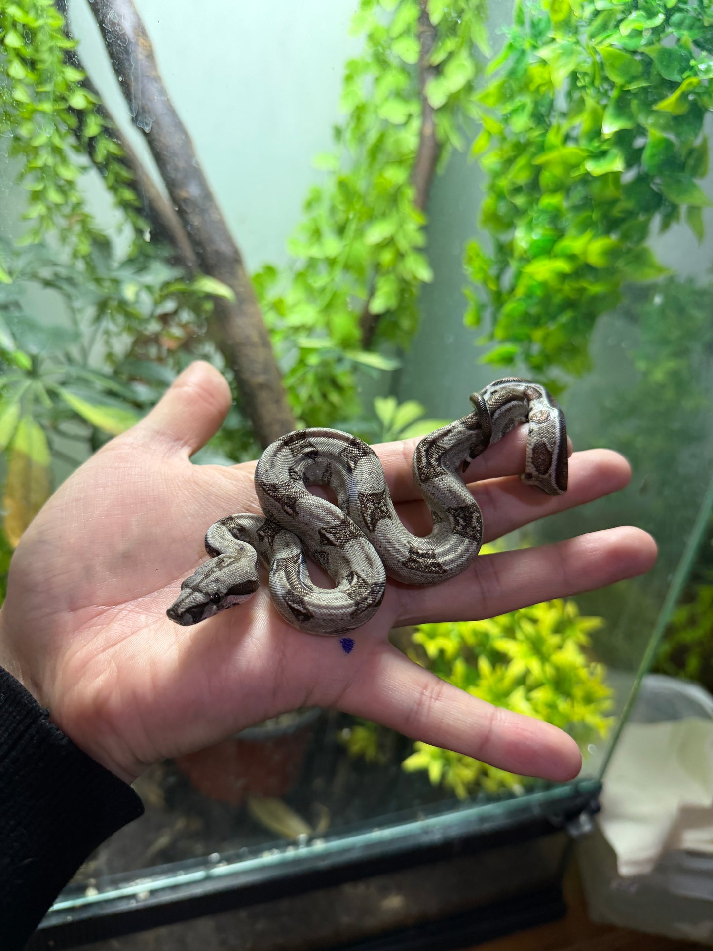 BOA MEXICANA LOCALIDAD SONORA MACHO SM4
