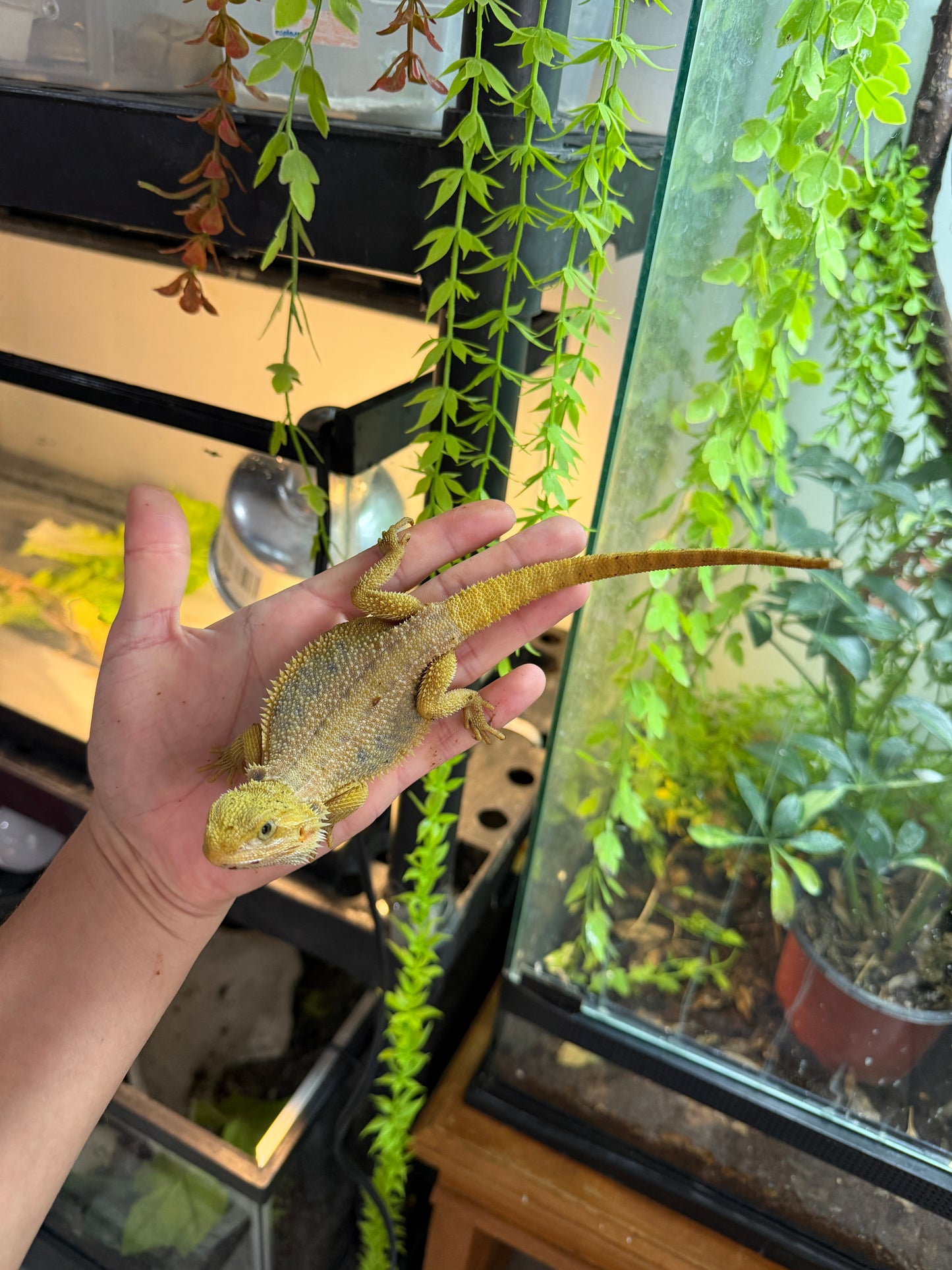 DRAGÓN BARBUDO HYPO CITRUS TRANSLUCENT