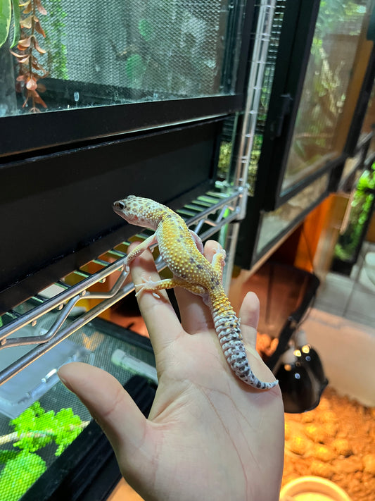 HYPO TANGERINE MACHO 18