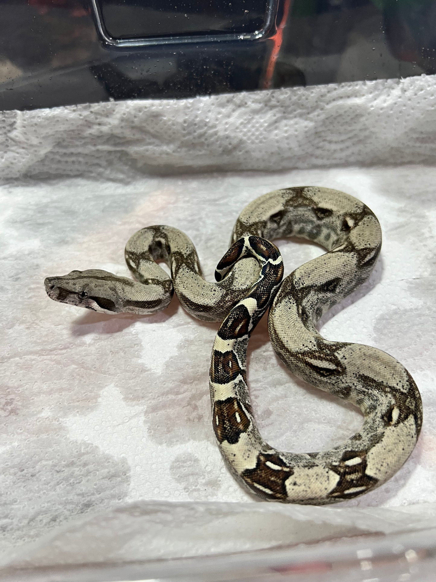 BOA COLOMBIANA 50% HET KHAL ANERY HEMBRA 15/49