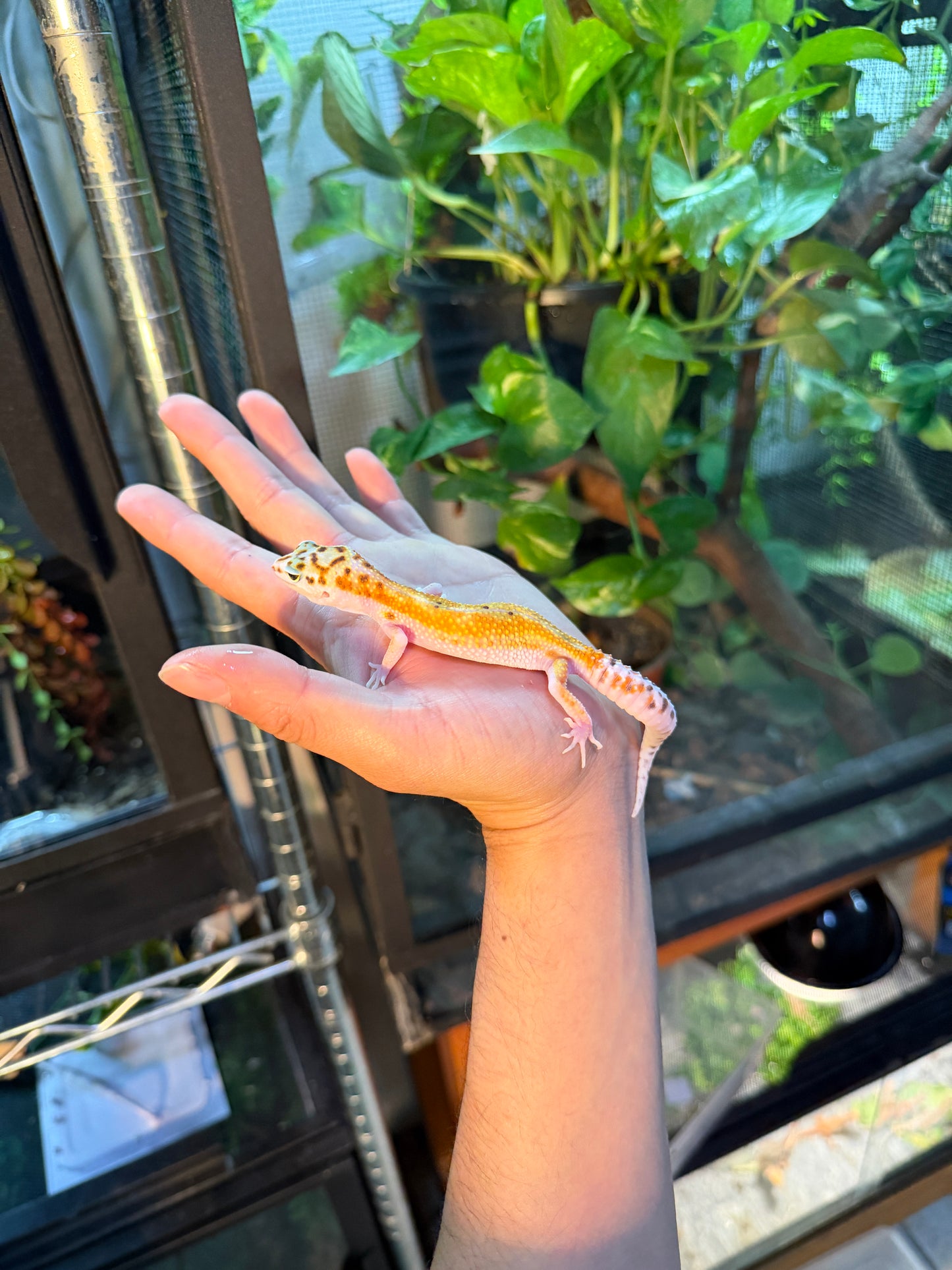 GECKO LEOPARDO TANGERINE HET TREMPER 118