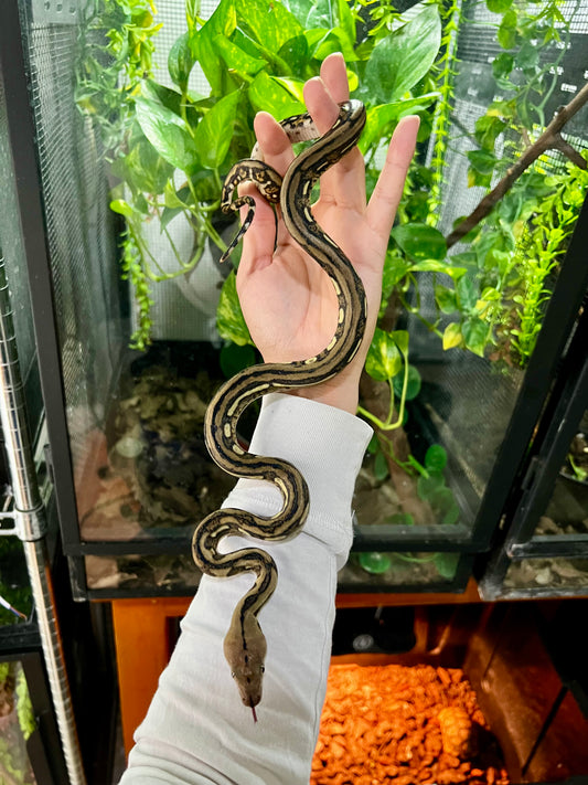 PITON RETICULADA TIGER 100% HET PIED HEMBRA 50cm aprox. 04-07