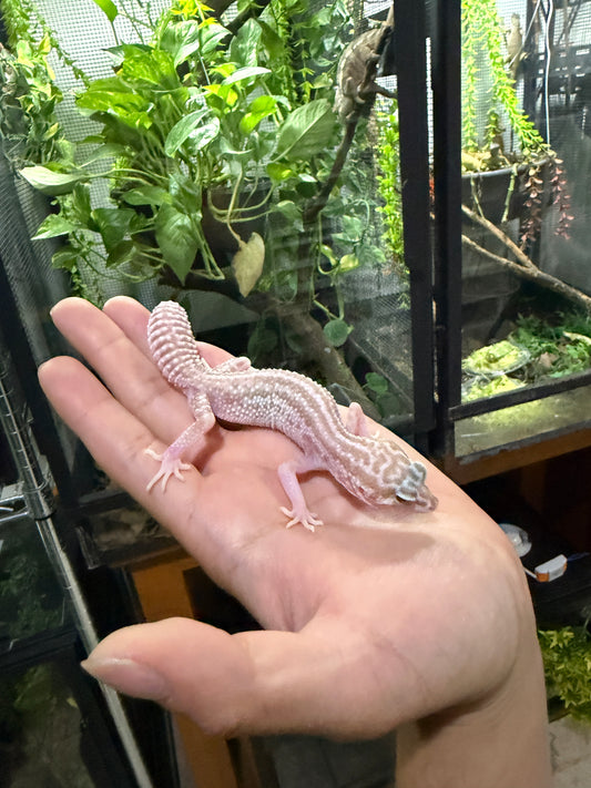 Gecko leopardo RAPTOR S/s 8.