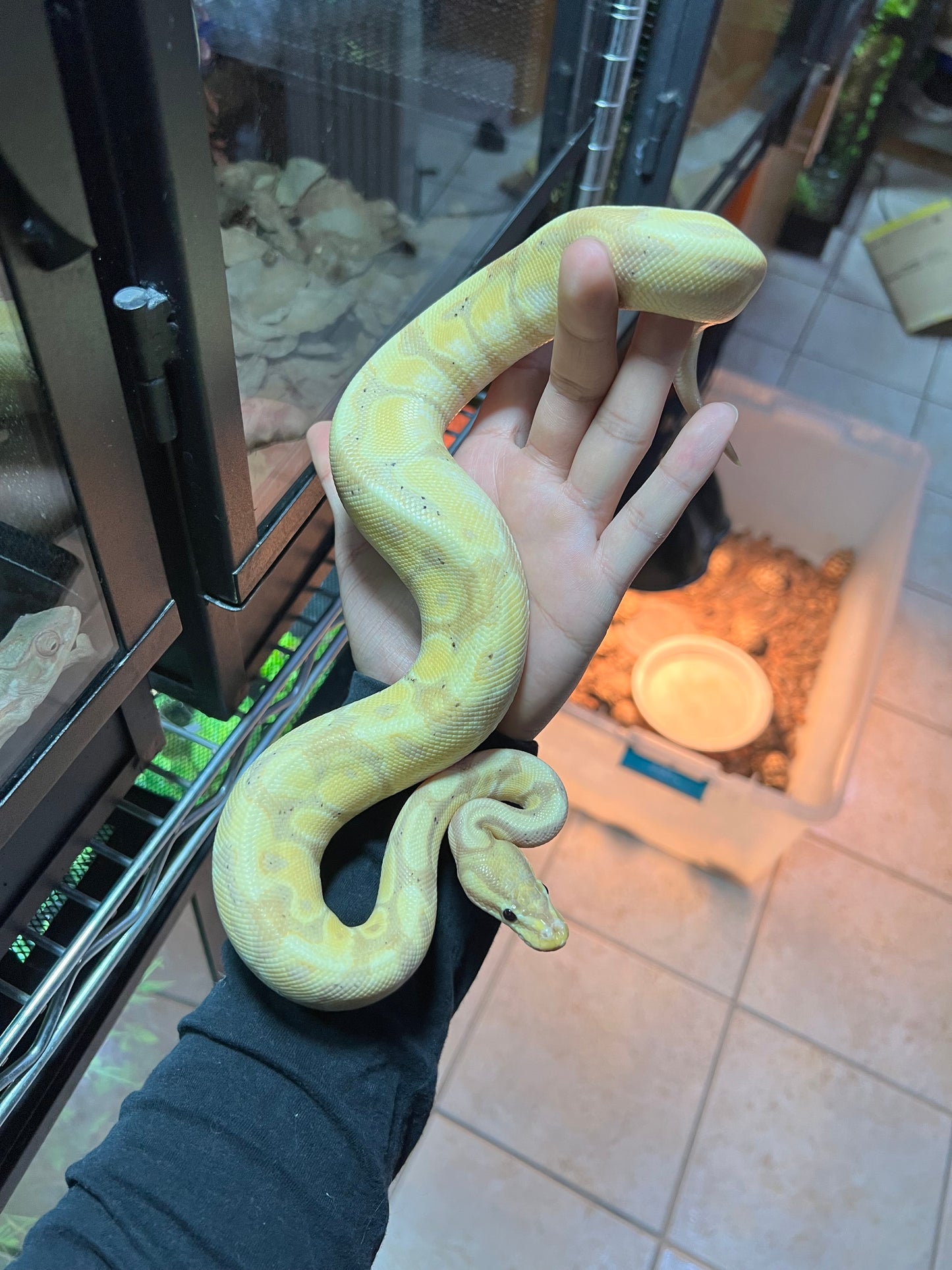PITÓN BOLA BANANA MOJAVE SUB ADULTO 23