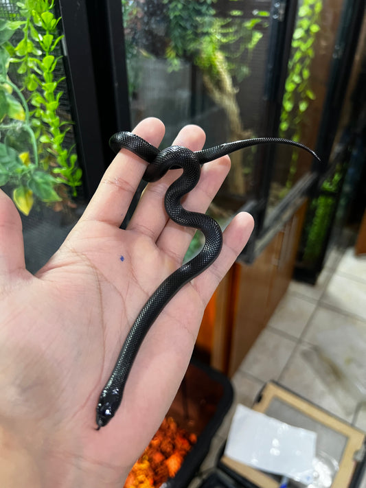 REY NEGRA MEXICANA POSS HEMBRA 68