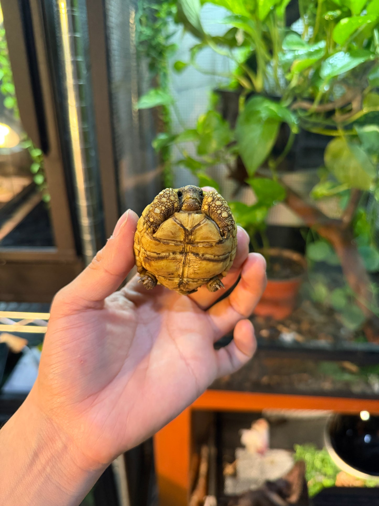 TORTUGA LEOPARDO 3 (Stigmochelys pardalis) CITES2025