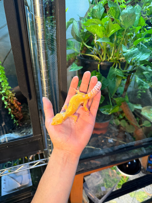 GECKO LEOPARDO SUNGLOW BELL HET ECLIPSE 096