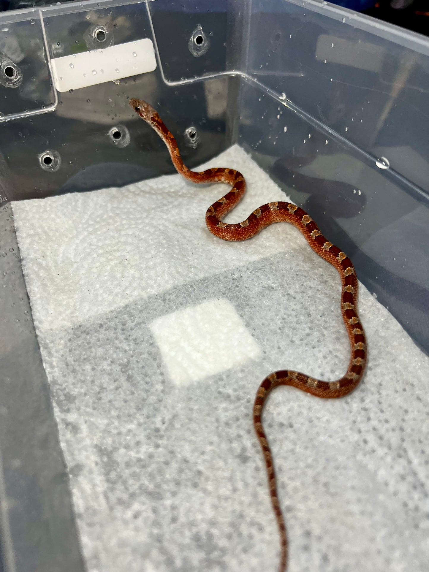 SERPIENTE MAICERA BLOOD RED PIEDSIDE HEMBRA 5