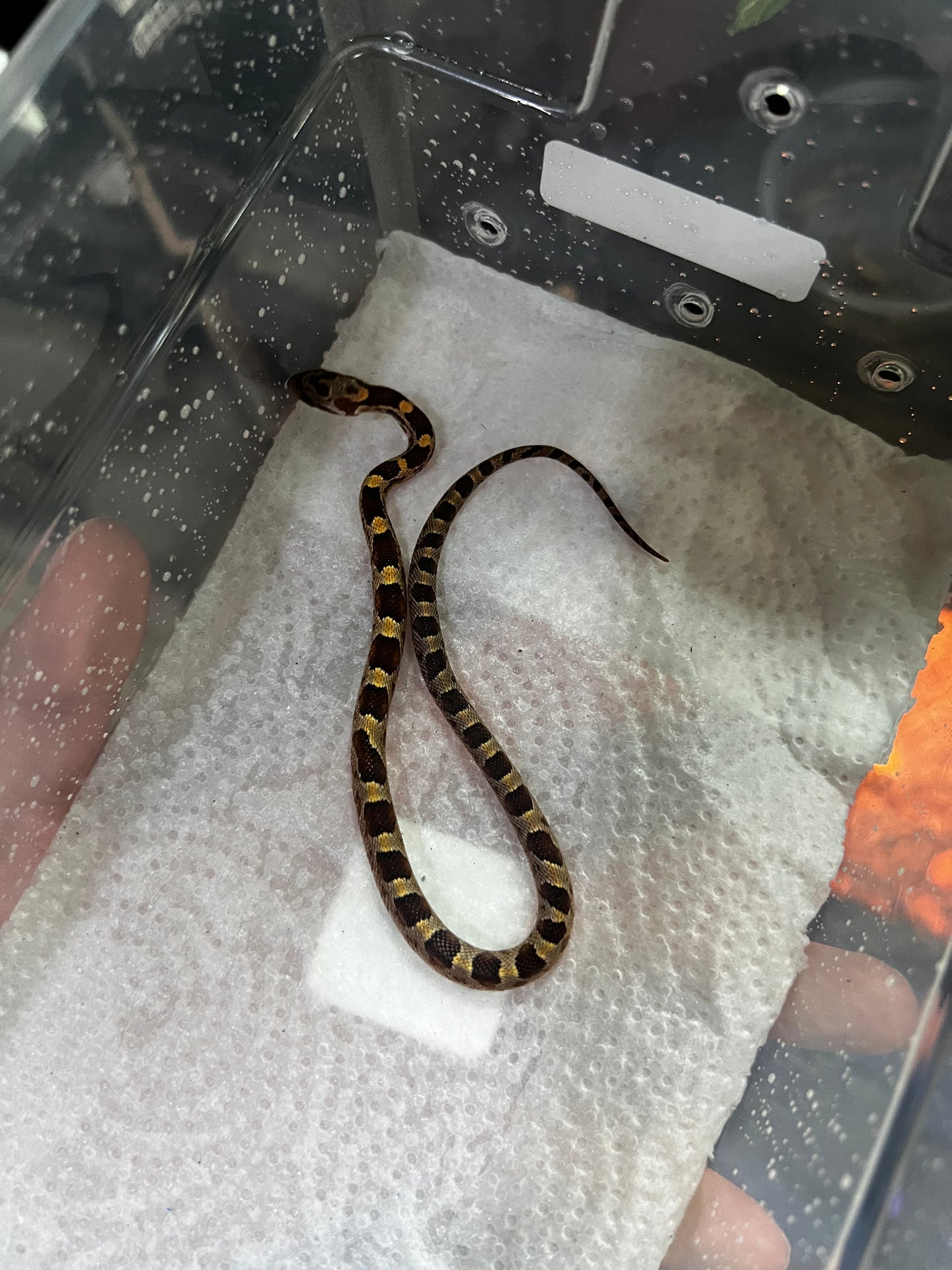 SERPIENTE MAICERA NOMINAL MACHO 33